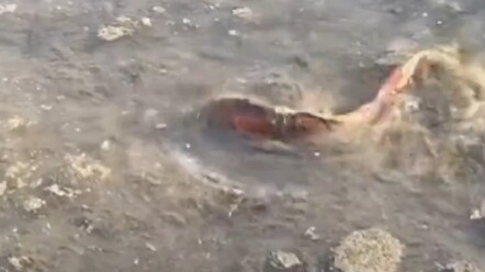 انخفض منسوب الماء في البركة إلى الحد الأدنى، لكن سمكة الكوي تنهض ثلاث مرات رغم إنهاكها لتبدأ حياة جد