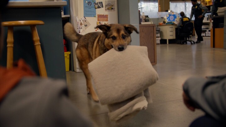 สุนัขแบบนี้ฉลาดจริงๆ ดูแลคนเก่งจริงๆ!