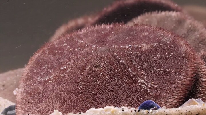 “ไม่ได้หลอกนะ นี่คือเหรียญทราย จริงๆ แล้วก็คือเหรียญทราย”