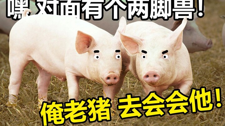 最 骚 养 猪 王！（第五期）