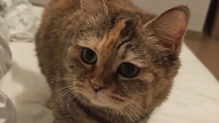 Apakah masih ada tempat untuk kucing di tempat tidur ini?