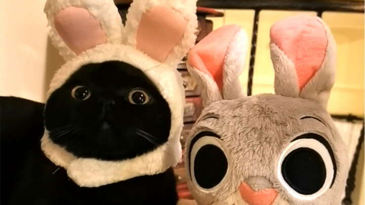 Membesarkan kucing seperti boneka berbulu? Langkah demi langkah saya ajari caranya! Hehe!