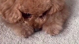 Bagaimana rasanya berkomunikasi dengan anjing secara lancar?