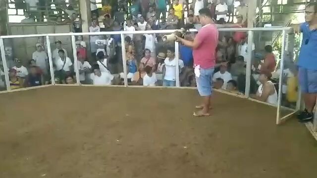 mayari NG sabungan Ang nakasagupa natin😁