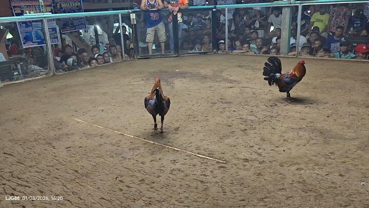 3hits Ulutan @ CFC 91 Gallera, 2nd fyt Allen RH over Asil UNSCRATCH