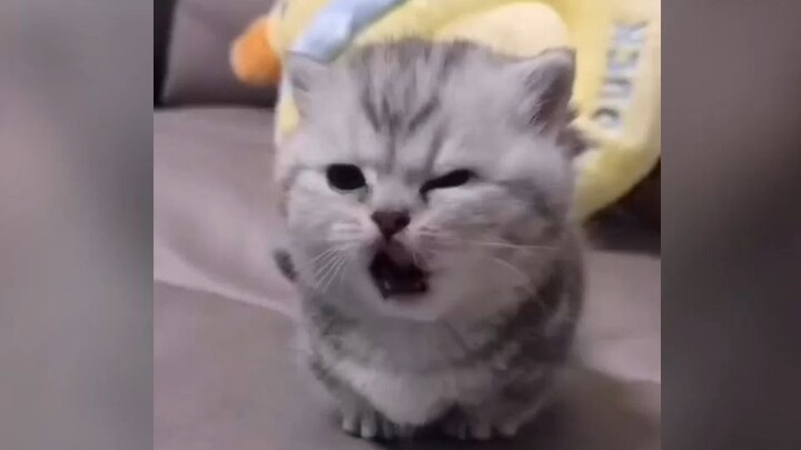 "جميل وظريف برأس مستدير"