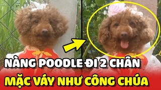 Nàng chó Poodle biết đi bằng 2 chân, mặc váy như công chúa 😍 | Yêu Lu