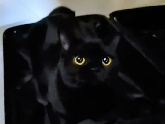 Care for the elderly starts with me! (So many big internet influencers starring in these short drama