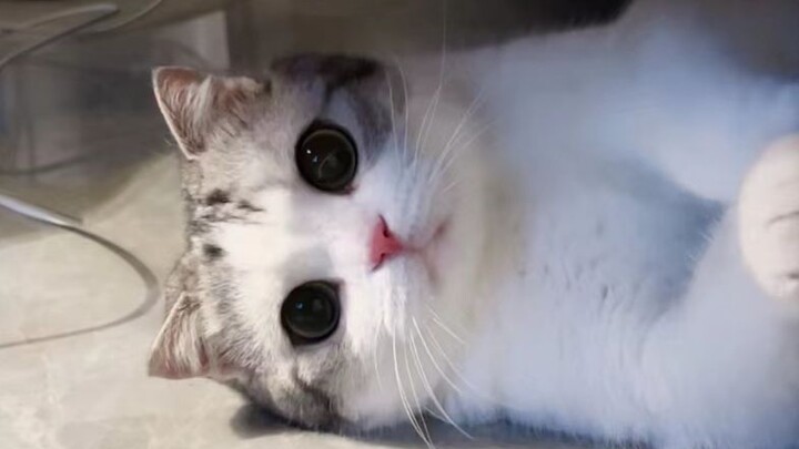 Admit it! You’re smitten with me too, aren’t you?