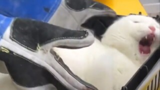 The original video of the white steamed bun screaming