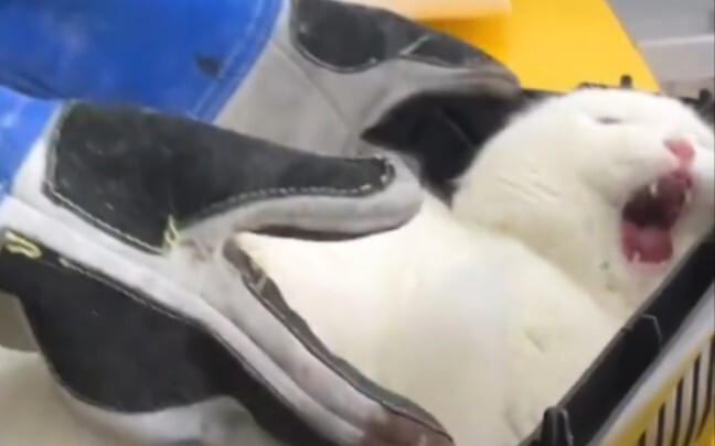 The original video of the white steamed bun screaming