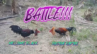 BOSTON RAPTOR VS MELSIMS BLACK SPAR!!   JRP BACKYARD