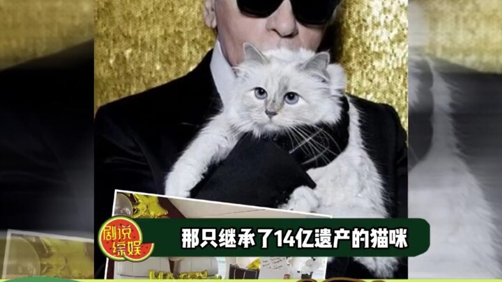 This must be the ultimate setup for being reincarnated as a cat, right?
