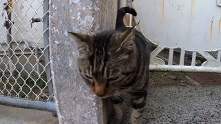 My cat has a bad mouth and scolded a stray cat, but the stray cat climbed up to the 10th floor late 