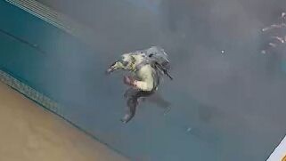 وين لونغ الأحمق وذئبة الأرنب!