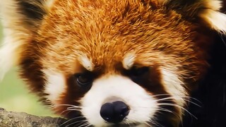 "طالما أنني آكل بما يكفي، يمكنني أن أجعل جاري يموت جوعًا."