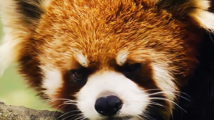 "แค่ฉันกินให้มากพอ ก็สามารถทำให้เพื่อนบ้านอดตายได้เลย"