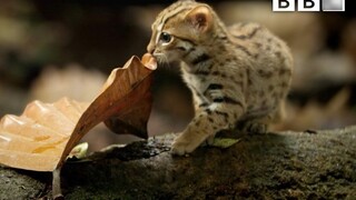 【BBC】Loài mèo nhỏ nhất thế giới - Mèo đốm gỉ