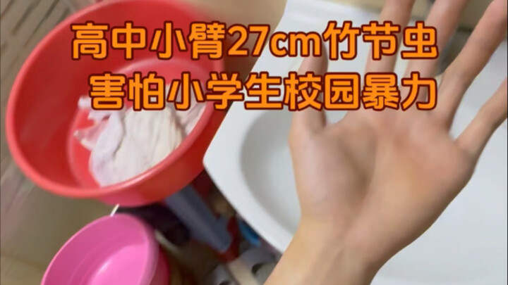 小臂围度27公分，握力115公斤（玩梗不要当真，杜绝校园霸凌）