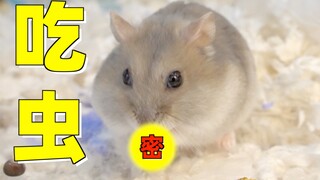 Màn ăn uống cuối cùng của chuột hamster mạnh nhất lịch sử ~ Sâu non tươi vị thịt gà giòn tan