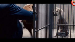 HÁ HỐC MỒM Với 3 Con Vật Có Siêu Năng Lực Bá Đạo HÀI HƯỚC Nhất - 3 Animals With