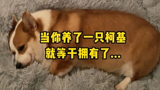 When you get a corgi, it's like having...