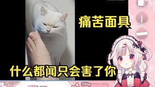 日本萝莉看《什么都闻只会害了你》当场难绷 猫也不敢吃榴莲