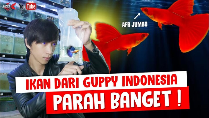 REVIEW GUPPY YANG AKAN DIKIRIM DARI FARM GUPPY INDONESIA