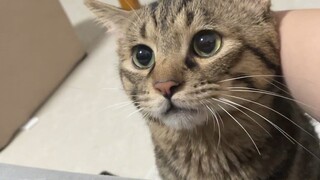 小猫尾巴没干就想上床，不让上，越叫越委屈