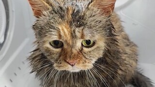 Mom said the kitten looks so fresh after taking a bath