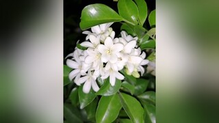 enya florasecret hoanguyethue flower hoanguyetque