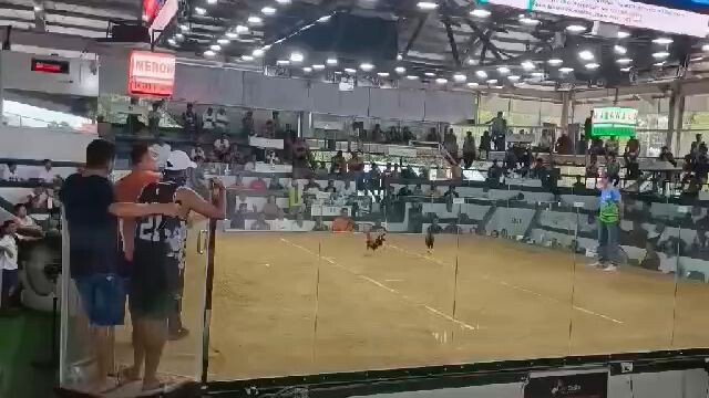 Super Lemon banahaw champion 3 hits San Carlos palawan