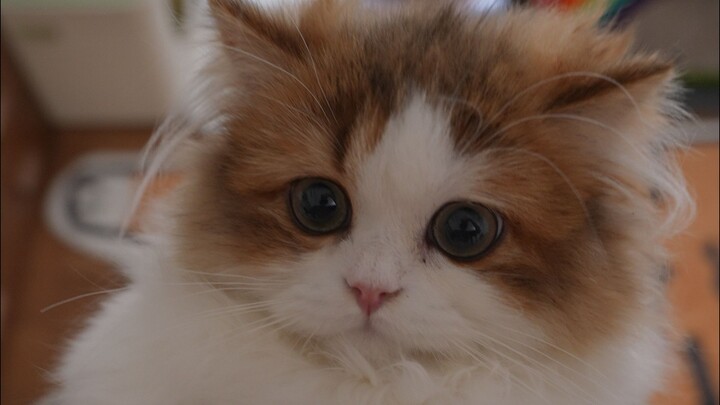 Oh no, the longan tree has ringworm!