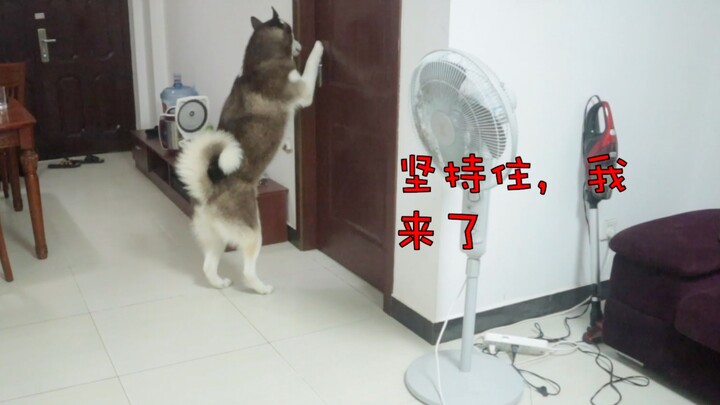 The mistress hides in the room and pretends to scream—how will the husky react?
