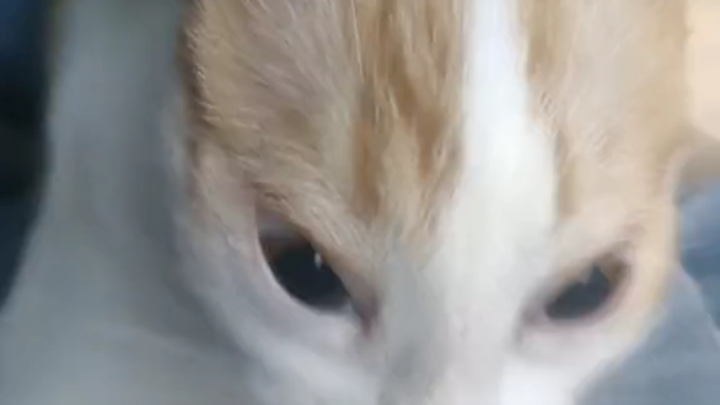 Come vote: Is Mimi cute?