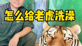 การอาบน้ำเสือมีกี่ขั้นตอน?