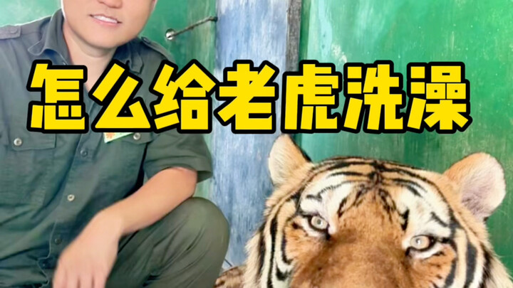 给老虎洗澡，拢共分几步？
