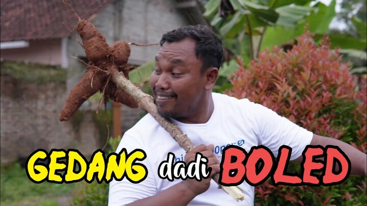 GEDANG dadi BOLED