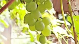 fresh seedlessðŸ�‡grape