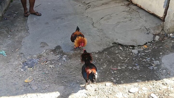 pure peruvian speed and power🔥