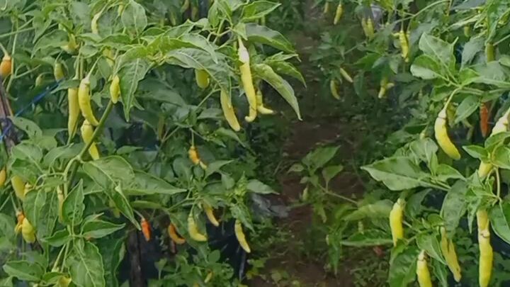 sekedar petani biasa