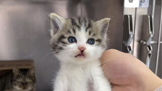 Orang yang punya kebajikan kucing sebenarnya adalah orang yang punya kebajikan kucing paling sedikit