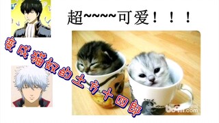[Gintama] Kucing sangat lucu, niat buruk apa yang mereka miliki?!