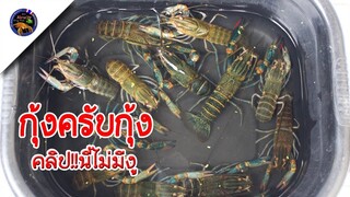 คลิปนี้ไม่มีงู!!มีแต่กุ้งครับกุ้งสไตล์korattv