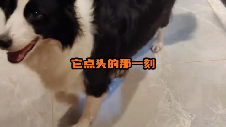 Border Collie: Sometimes I really hate that I can't talk.