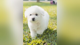 Poodle trắng cute cần người đặt tên LearnOnTikTok dcgr tuitienpet poodle