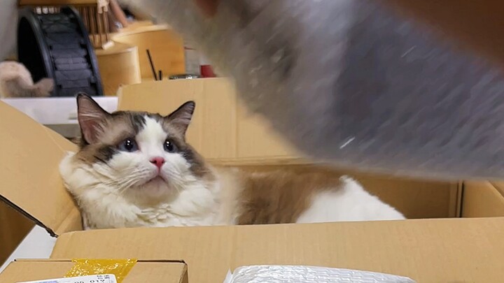 《粉丝寄的盲盒》