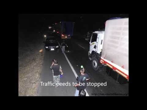Elephant team guiding an elephant across a busy main highway