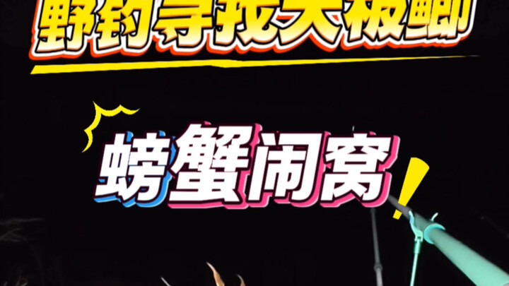 การตกปลาธรรมชาติเพื่อค้นหาปลาคาร์พแผ่นใหญ่