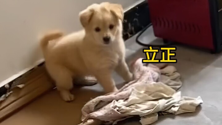 เห็นทีเดียวก็รู้ว่าเป็นหมาที่ผ่านการฝึกทหารมาแล้ว!